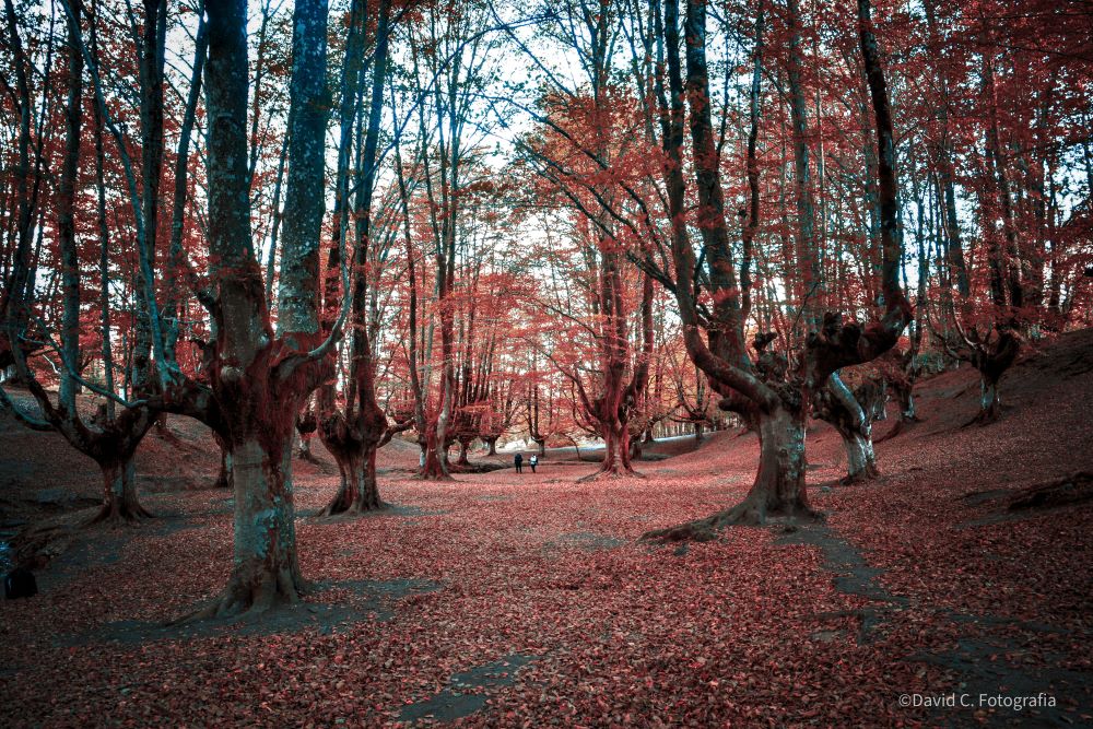 Fotografía de paisaje